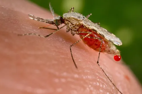 Anopheles Mosquitoes