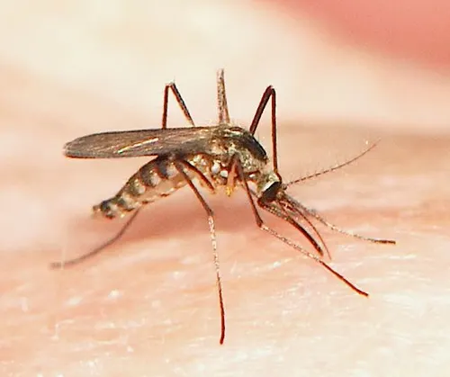 Ochlerotatus