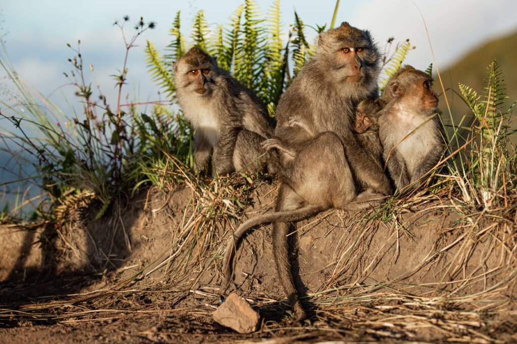 wildlife-control