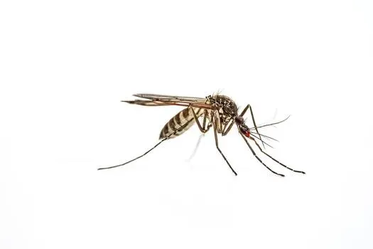 mosquito