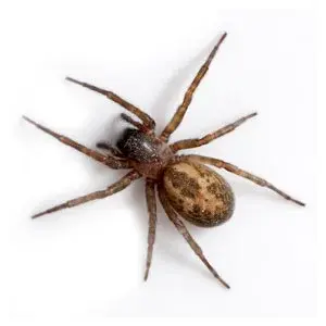 spider-control